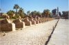 Avenue of the Sphinxes outside Luxor temple