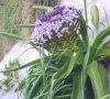 Mystery flower